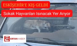 Eskişehir’de Soğuktan Kaçan Sokak Köpeği, Tamir Gören Aracın İçinde Isınmaya Çalıştı