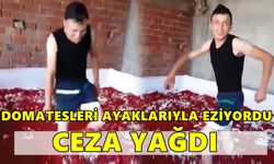 BALIKESİR'de Domatesleri Ayakla Ezdi. Firmaya Büyük Ceza