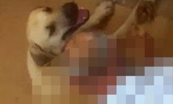 Antalya'da iğrenç olay! Ayaklarını hortumla bağlayıp köpeğe tecavüz etti!