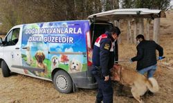 Bahisle köpek dövüştüren 8 kişiye ceza yağdı