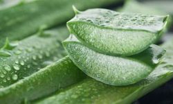 Aloe Veranın cilde yararları nelerdir? Aloe vera suyu nasıl kullanılır?