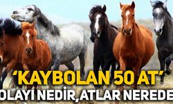 50 at nerede? işte cevap... Çipli atlar kayboldu mu? 50 at olayı nedir?