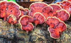 Reishi Mantar nedir? Faydaları, Zararları Nelerdir? Nasıl kullanılmalı?