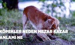 Köpeğin mezar kazması ne anlama gelir?