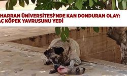 "Harran Üniversitesi'nde Kan Donduran Olay: Aç Köpek Yavrusunu Yedi