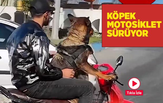 Köpek, kasksız motosiklet sürüyor