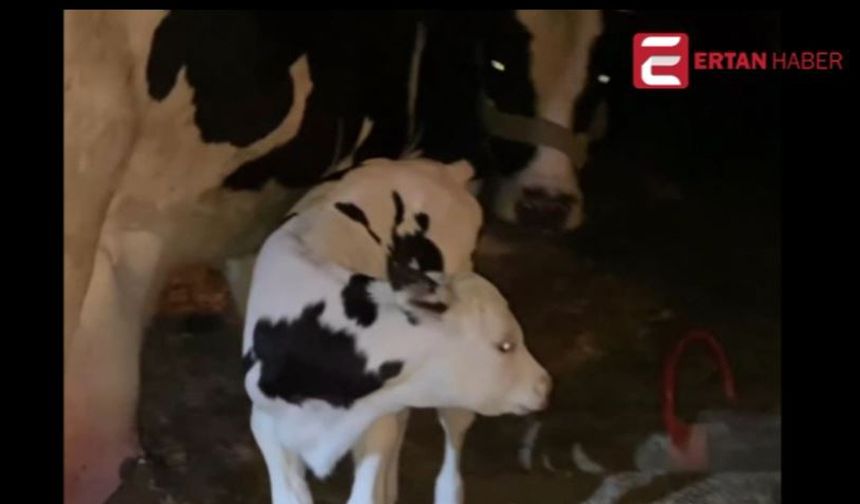 ANNELİK BU! Çanakkale'deki yangın sonucu kurtarılan inek ve yavrusu