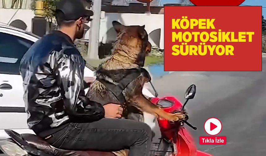Köpek, kasksız motosiklet sürüyor