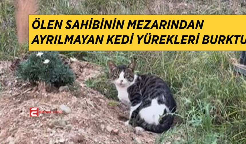 Sakarya'da bir kedi ölen sahibinin mezarından ayrılmıyor