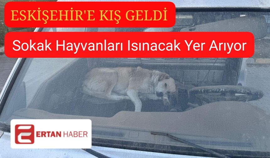 Eskişehir’de Soğuktan Kaçan Sokak Köpeği, Tamir Gören Aracın İçinde Isınmaya Çalıştı